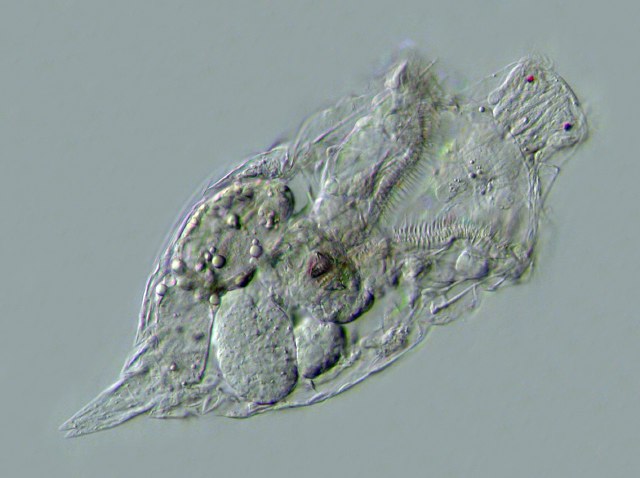 Leben im Teich das NasenRädertier Rhinoglena frontalis (Rotatoria